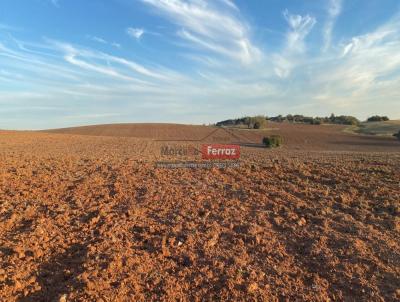 Campo para Venda, em Santana do Livramento, bairro Mangueira Colorada
